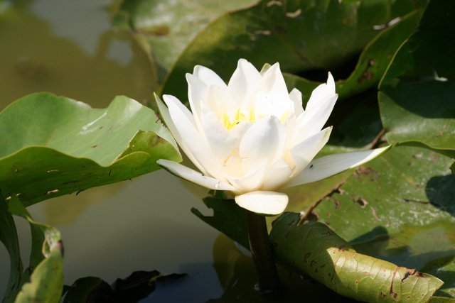 Peisaje Delta Dunarii (24)