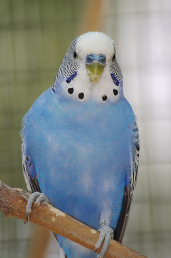 BlueSky-Papagalul 4