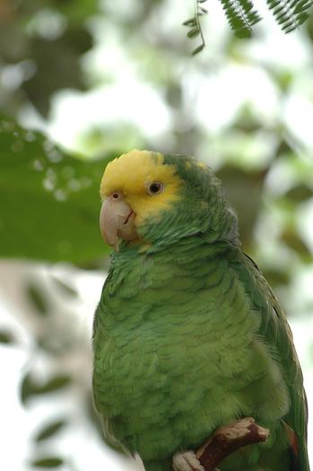 Green-Papagalul 5