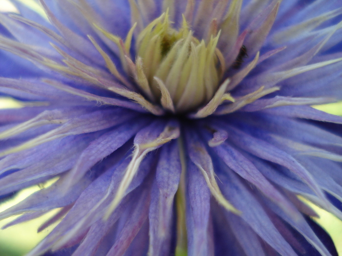 " Multi Blue" - Clematis 2010