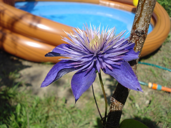 DSC07540 - Clematis 2010