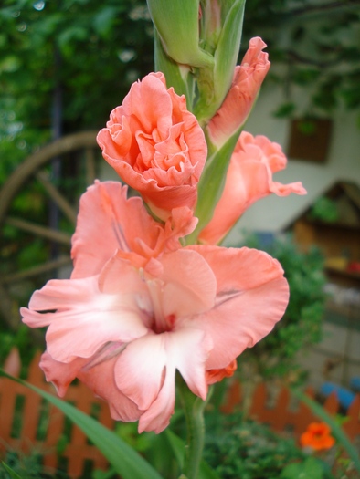 DSC07648