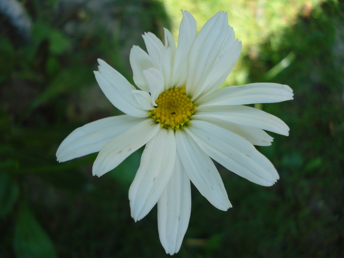 DSC07556
