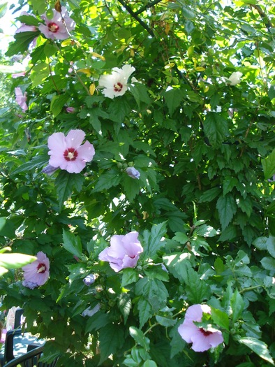 DSC07554