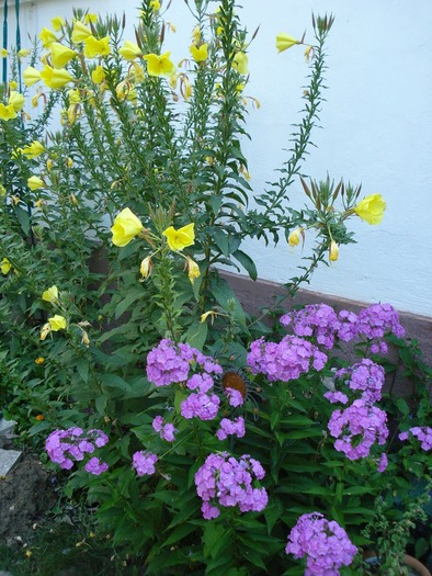 DSC07557