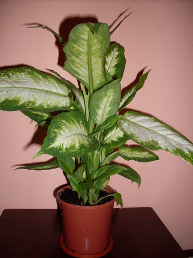 SDC13476; Dieffenbachia
