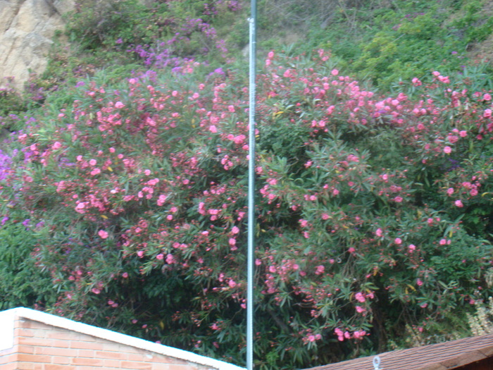 DSC06741