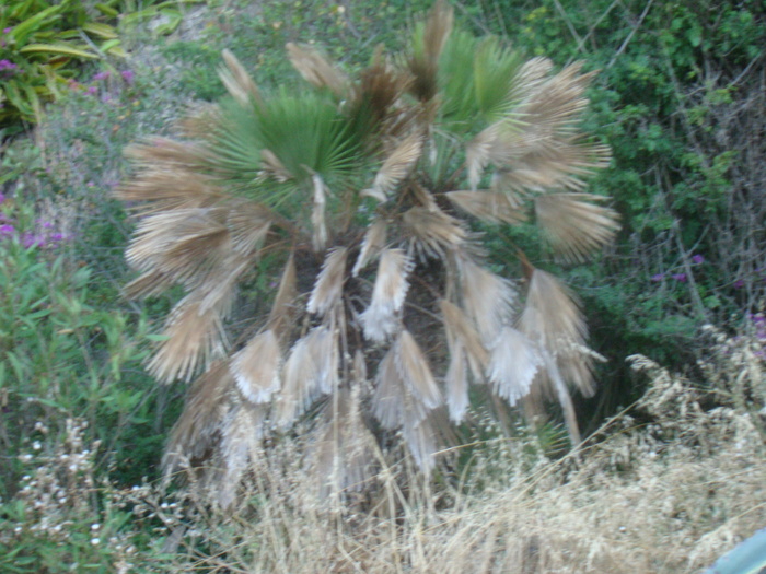 DSC06740