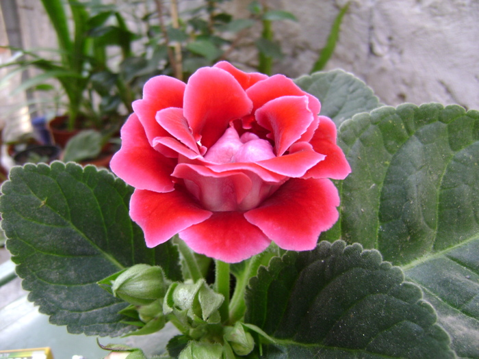 DSC04558