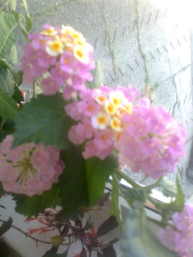 Imagine0852; lantana camara
