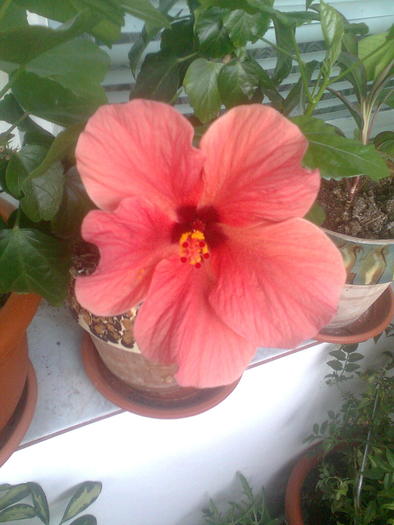 Imagine0860; hibiscus
