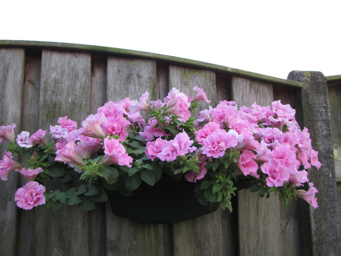 Petunii 24 iul 2010 (1)