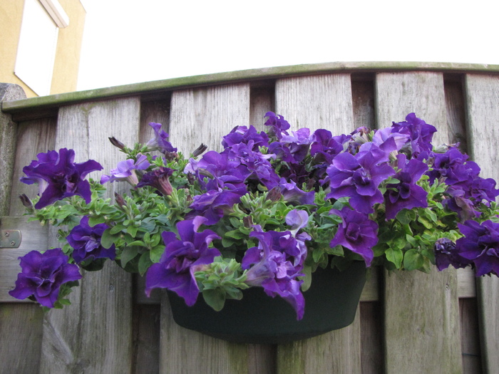 Petunii 24 iul 2010 (2)