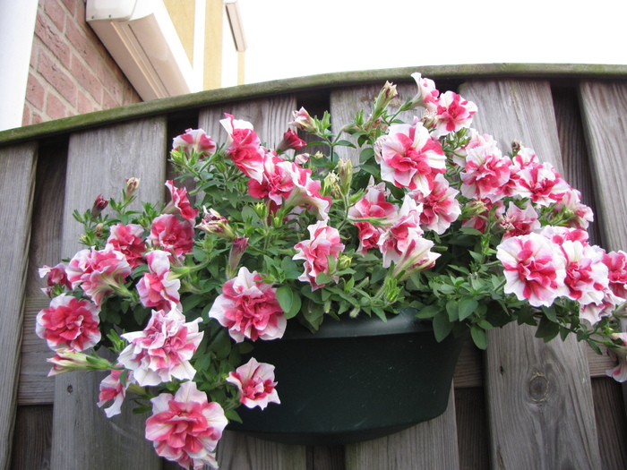 Petunii 24 iul 2010 (4)