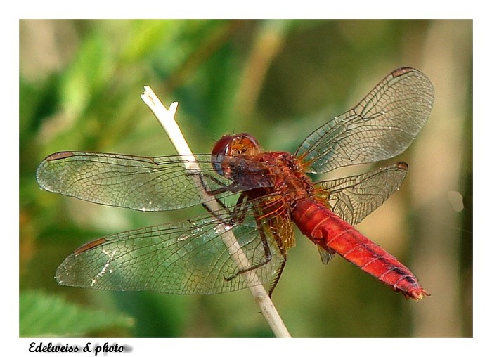 Libelula - Animalutele mele