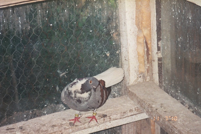 vargat codalb rom-porumbita - rase romanesti-alte fotografii