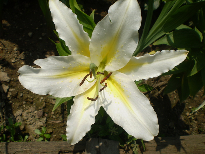 P7063837 - flori de gradina 2010-primavara-vara