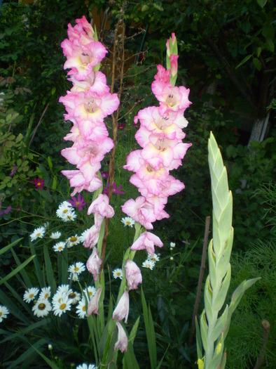 P7163897 - flori de gradina 2010-primavara-vara