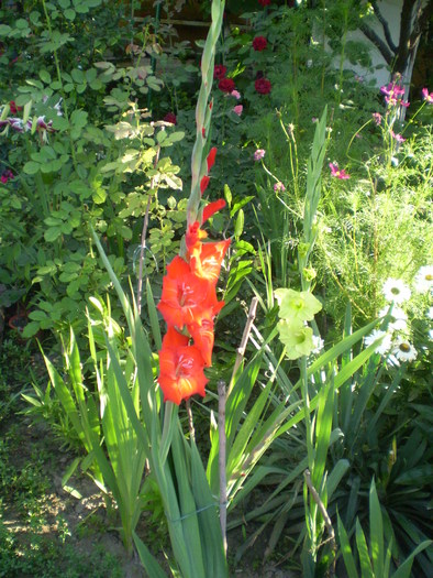 P7183886 - flori de gradina 2010-primavara-vara