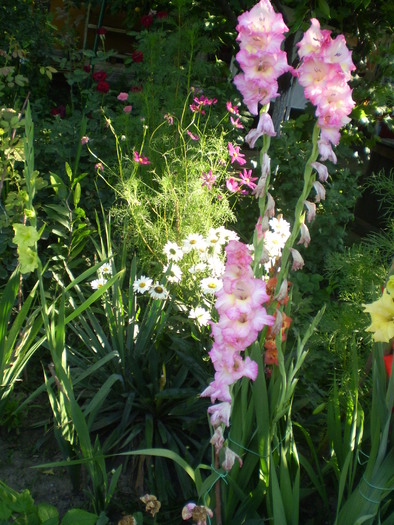 P7183887 - flori de gradina 2010-primavara-vara