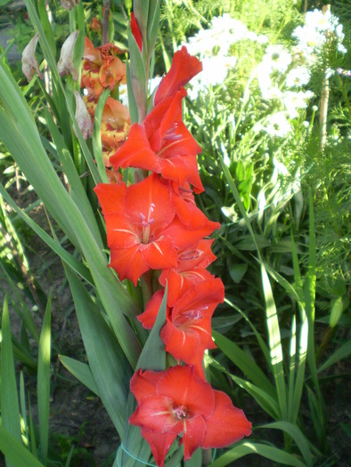 P7183889 - flori de gradina 2010-primavara-vara
