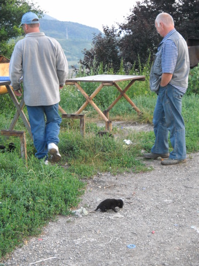 la birou ne asteapta un catel - Lansare Voiajori de Rasnov