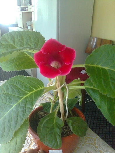 gloxi rosu cu margine roz - gloxinia 2010