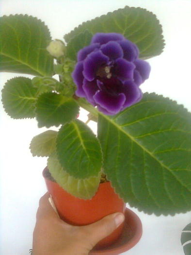 gloxi mov cu floare dubla - gloxinia 2010