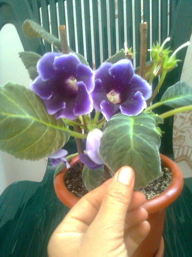 gloxi indigou - gloxinia 2010