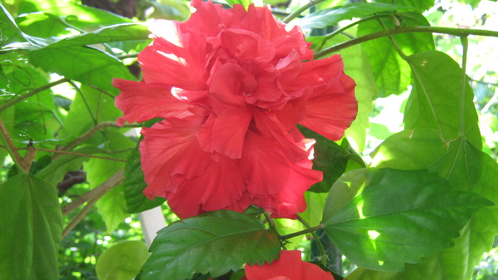 hibiscus - hibiscus