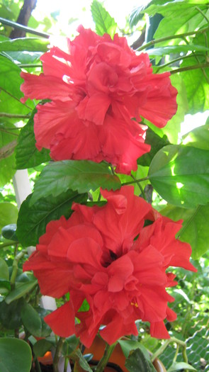 hibiscus - hibiscus