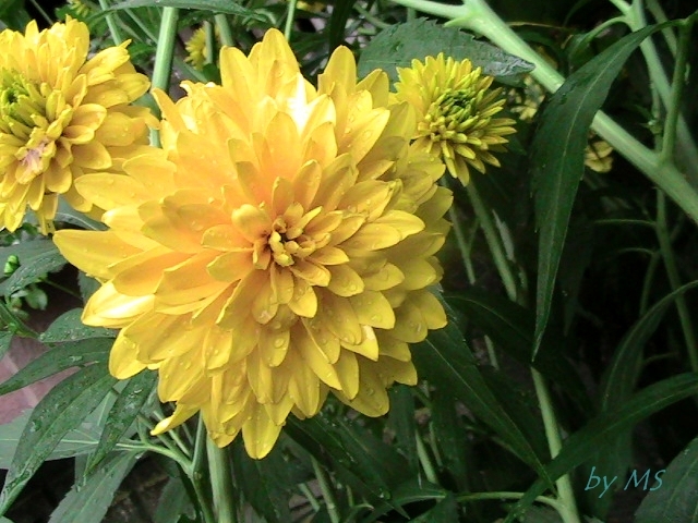 24.07.2010 - Heliopsis - Scabra