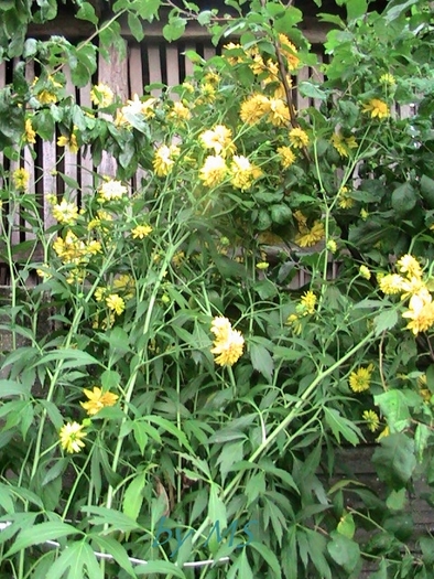 24 iul.10 - Heliopsis - Scabra