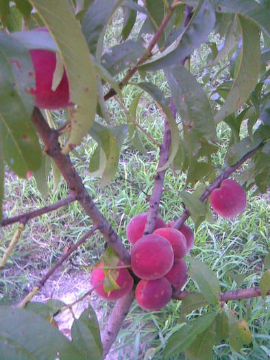 piersic - 3-Pomi fructiferi