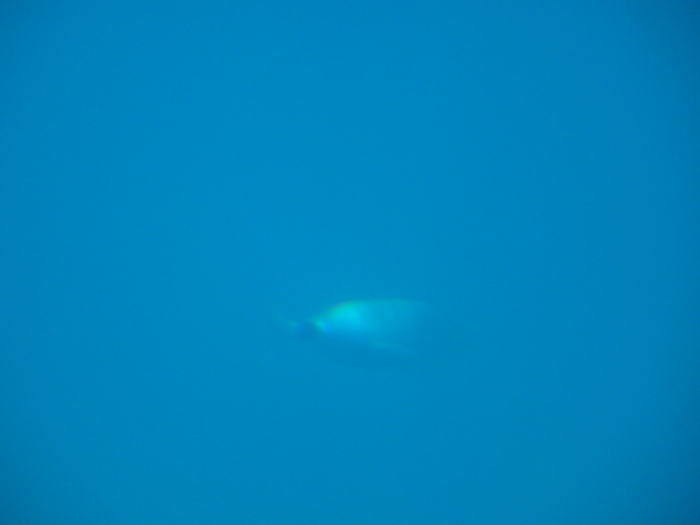 DSC06919