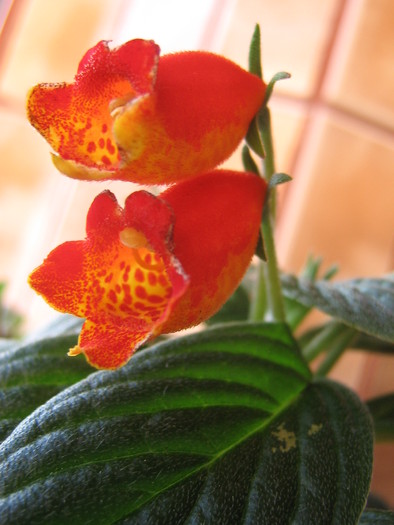 gloxinia Bolivian Sunset - ALTE GESNERIACEE