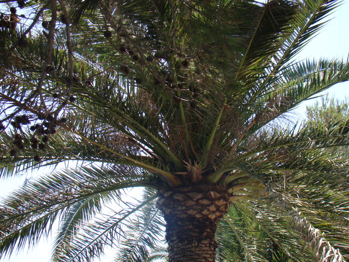 DSC07118