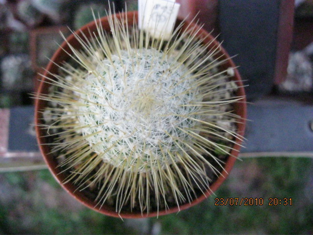 Mammillaria - Gymnocalicium-Mammillaria