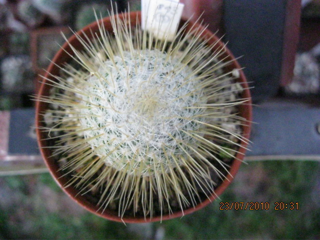 Mammillaria