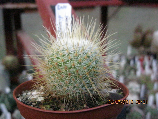 Mammillaria