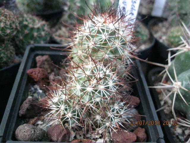 Bartschela schumanii - Gymnocalicium-Mammillaria