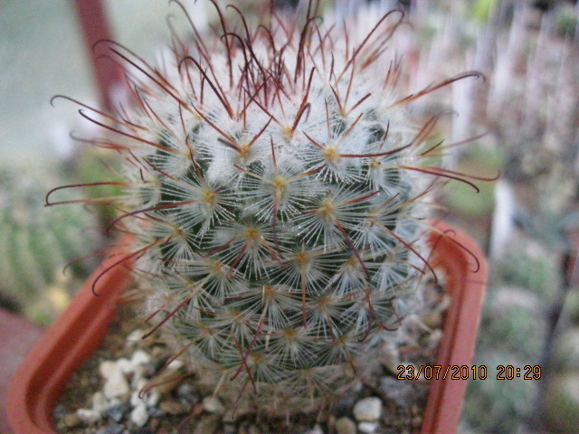 Mammillaria - Gymnocalicium-Mammillaria