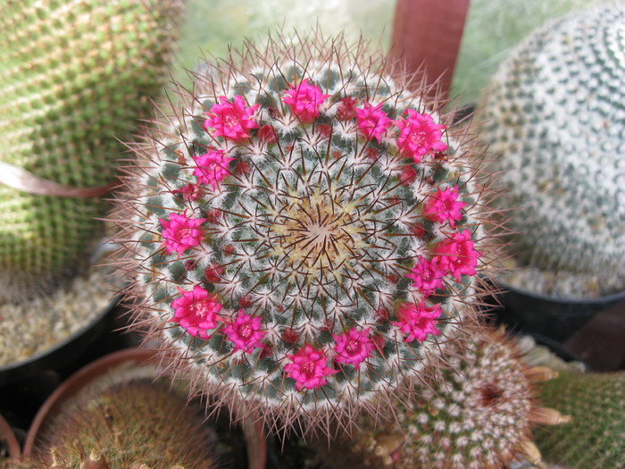 Viragok 2010.jul.24 004 - Mammillaria