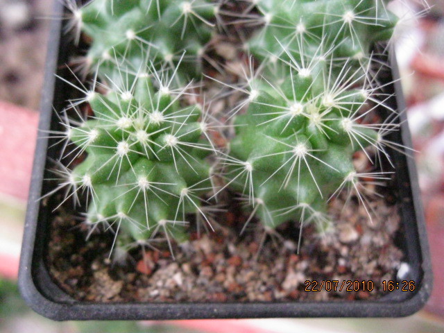 Viragok 2010.jul.24 007 - Hamatocactus setispinus