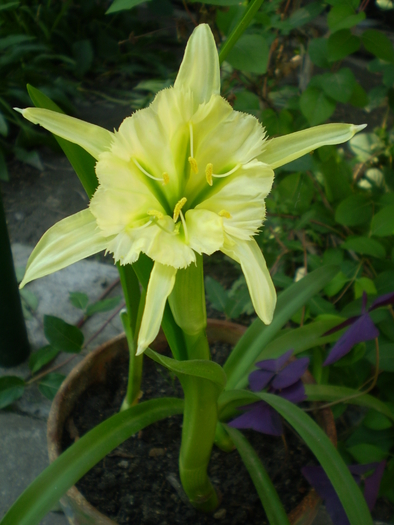 Hymenocalis sulphur-mai 2010