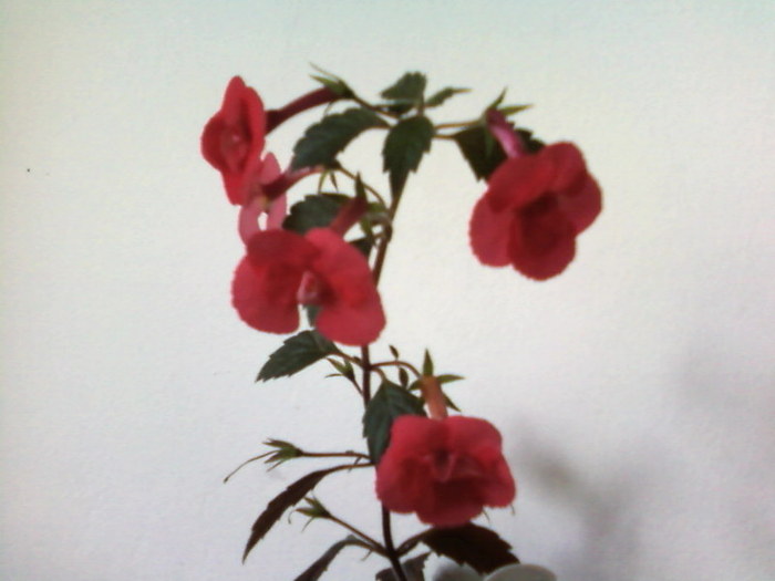 Fotografii-0027