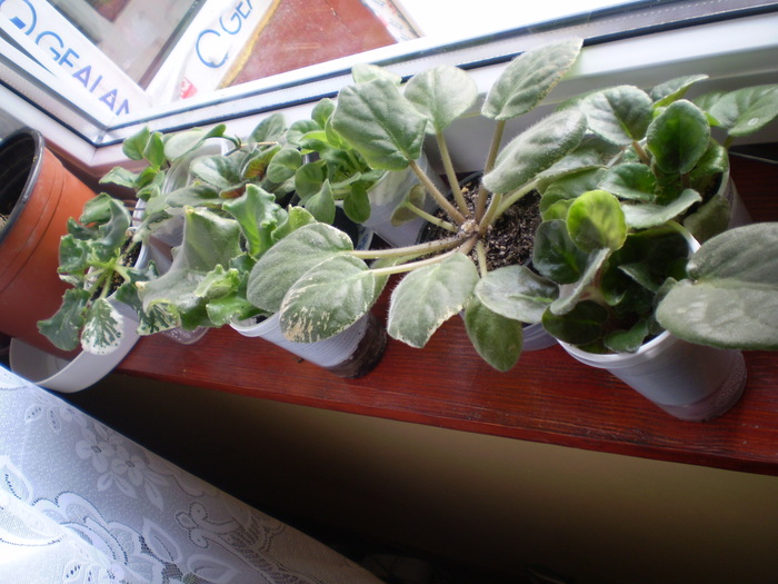 P1093079 - flori de camera 2009-2010