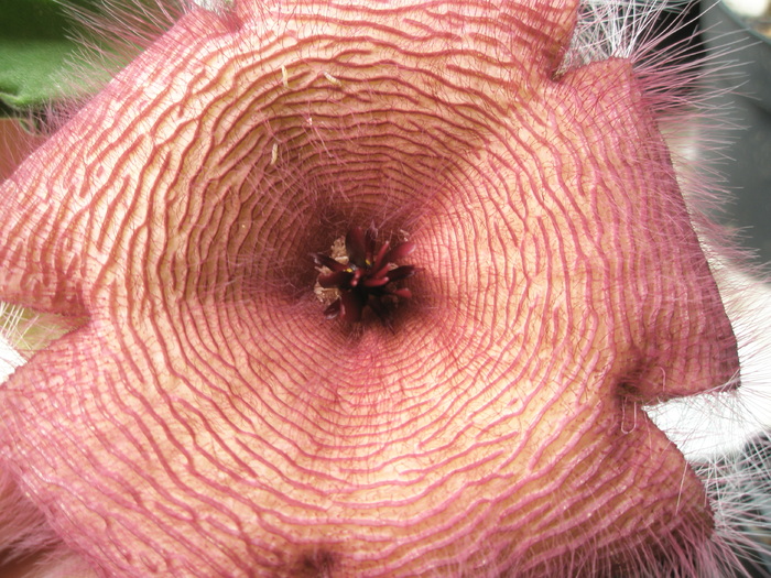 Stapelia grandiflora - floare - Stapelia