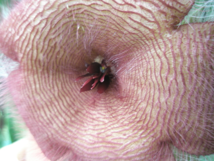 Stapelia grandiflora - centrul - Stapelia