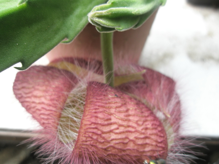 Stapelia grandiflora - petalele din spatele florii - Stapelia